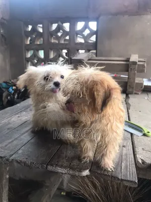 Zuriya Mai Tsarki Ta Lhasa Apso, Yara 'Yan Wata 1-3