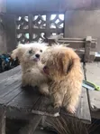 Zuriya Mai Tsarki Ta Lhasa Apso, Yara 'Yan Wata 1-3 - 2