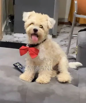 Purebred Lhasa Apso Male, 1+ Year Old