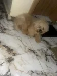 Purebred Lhasa Apso Male, 1+ Year Old - 2