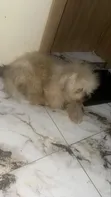 Purebred Lhasa Apso Male, 1+ Year Old - 3