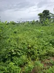 Acre 14 na Filin Noma don Hayar Aikin Gona a Ido, Ibadan - 1