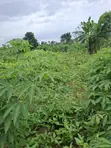 Acre 14 na Filin Noma don Hayar Aikin Gona a Ido, Ibadan - 2
