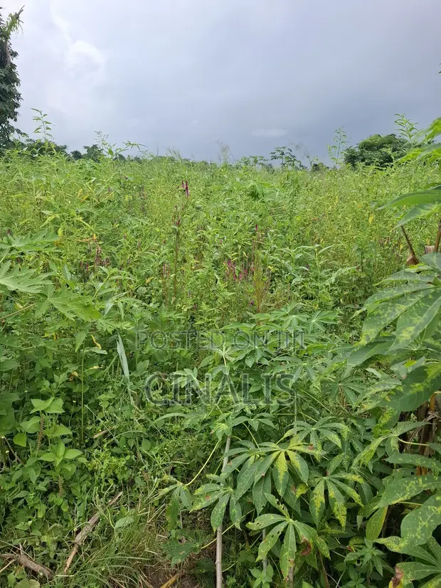 14 Acres Filin Noma Don Hayarwa a Ido, Ibadan - 1