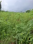 14 Acres Filin Noma Don Hayarwa a Ido, Ibadan - 1