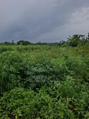 14 Acres Filin Noma Don Hayarwa a Ido, Ibadan