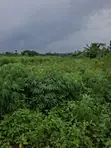 14 Acres Filin Noma Don Hayarwa a Ido, Ibadan - 2