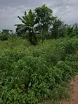 14 Acres Filin Noma Don Hayarwa a Ido, Ibadan - 3