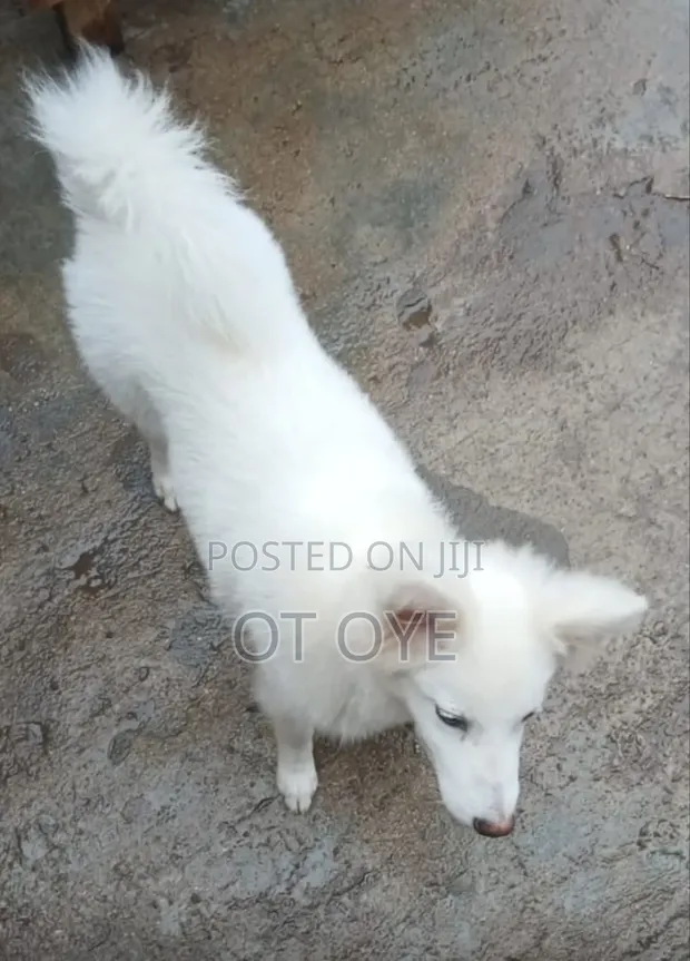 1+ Year Old Female Purebred American Eskimo - 1