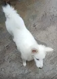 1+ Year Old Female Purebred American Eskimo - 1