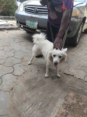 1+ Year Old Female Purebred American Eskimo