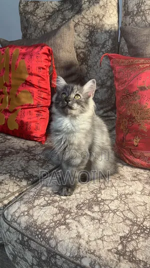 Kare Mai Tsarki Na Persian - Namiji, Watan 3