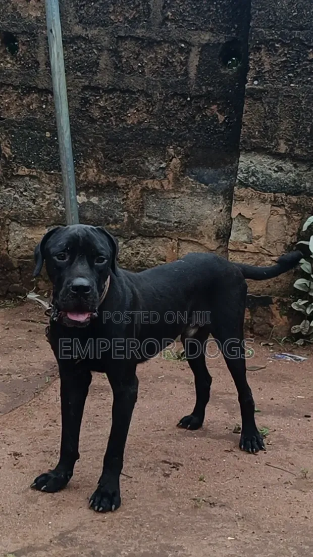Purebred Cane Corso Male, 1+ Year Old - 1