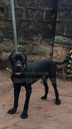 Cane Corso Mai Tsarki Namiji, Sama Da Shekara 1