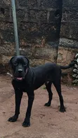 Purebred Cane Corso Male, 1+ Year Old - 1