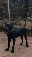 Purebred Cane Corso Male, 1+ Year Old - 2