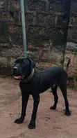 Purebred Cane Corso Male, 1+ Year Old - 3