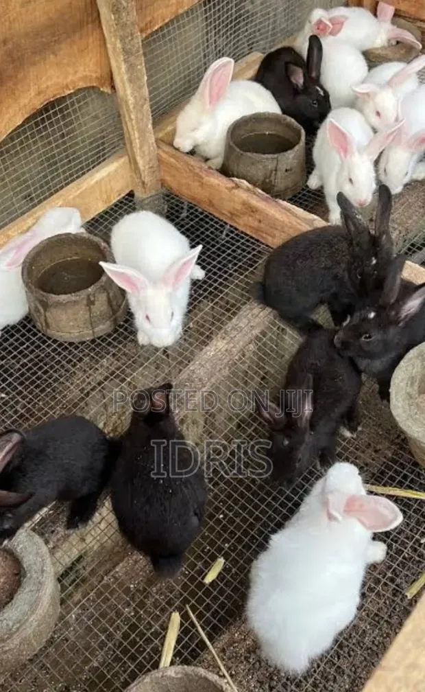 Zakin Chinchilla da Black Giant Weaner - 1