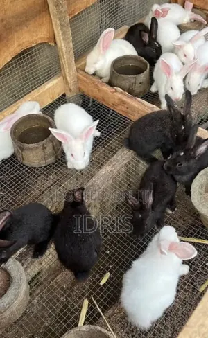 Chinchilla and Black Giant Weaner Rabbits