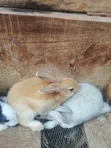 Chinchilla and Black Giant Weaner Rabbits - 2