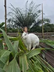 5-Month New Zealand x Californian Male Rabbits - 1