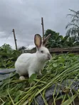 5-Month New Zealand x Californian Male Rabbits - 2