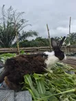 5-Month New Zealand x Californian Male Rabbits - 3