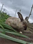 5-Month New Zealand x Californian Male Rabbits - 4