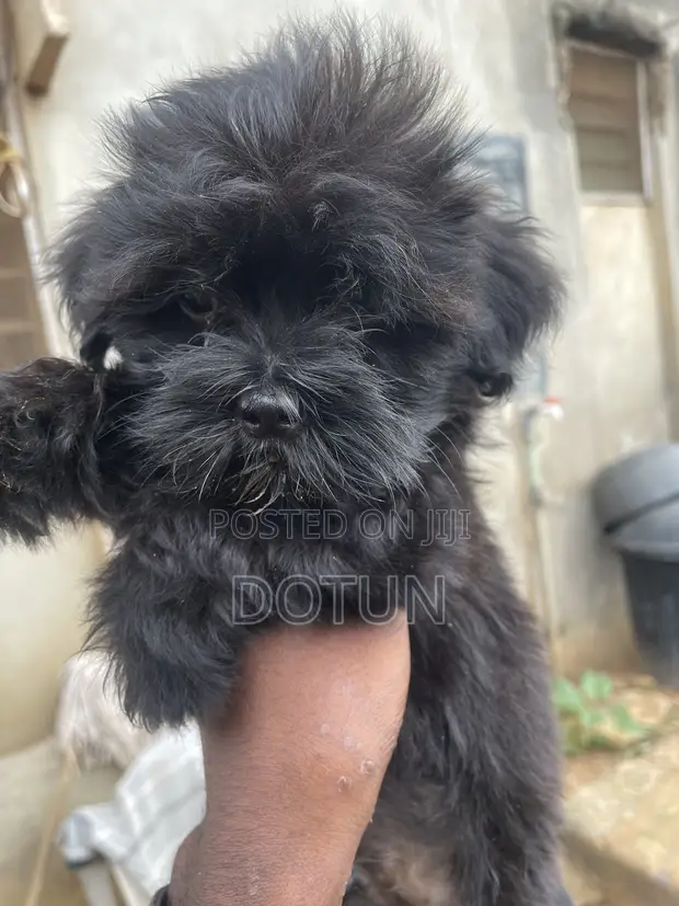 1-3 Month Male Purebred Lhasa Apso Puppy - 1