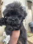 1-3 Month Male Purebred Lhasa Apso Puppy - 1