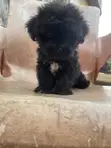 1-3 Month Male Purebred Lhasa Apso Puppy - 2