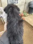 1-3 Month Male Purebred Lhasa Apso Puppy - 3