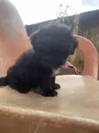 1-3 Month Male Purebred Lhasa Apso Puppy - 4