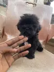 1-3 Month Male Purebred Lhasa Apso Puppy - 5