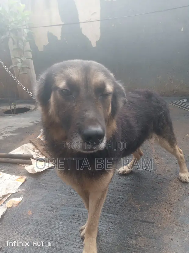 Mazin German Shepherd Namiji, Sama Da Shekara 1 - 1