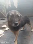 Purebred German Shepherd Male, 1+ Year Old - 1