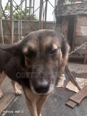 Purebred German Shepherd Male, 1+ Year Old