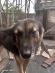Purebred German Shepherd Male, 1+ Year Old - 2
