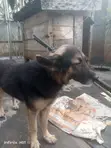 Purebred German Shepherd Male, 1+ Year Old - 3