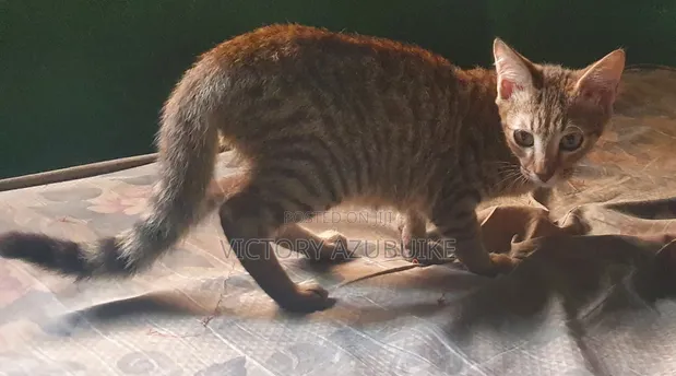 Kyanwa Tabby Mai Gauraye, Mace, Watanni 3-6 - 1