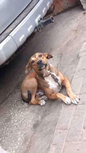 Dan Namiji Mai Gauraye Pitbull & Rottweiler, Wata 6