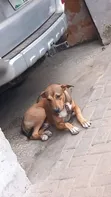 Dan Namiji Mai Gauraye Pitbull & Rottweiler, Wata 6 - 2