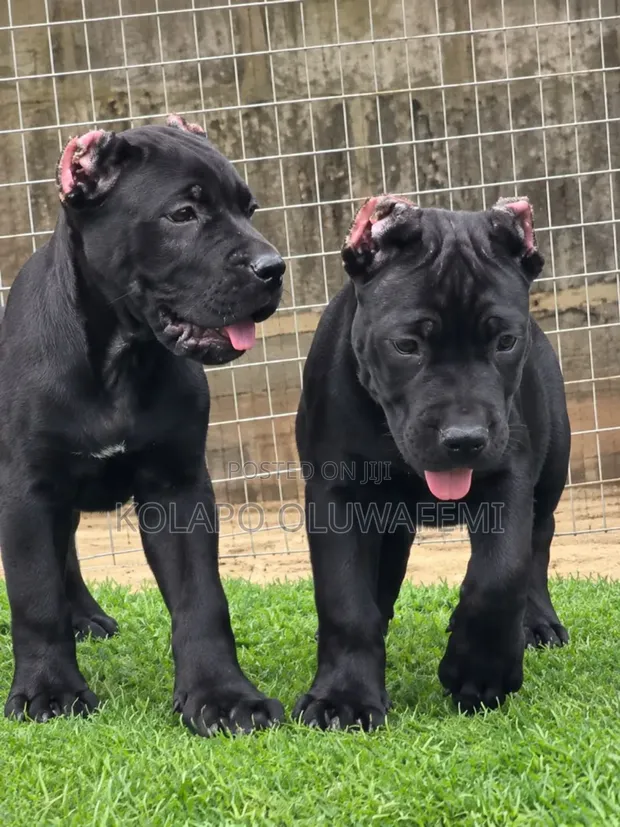 Kare-karen Cane Corso Masu Tsarki (Wata 1-3) - 1