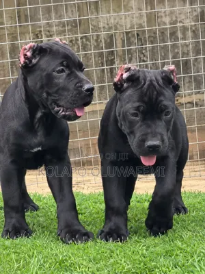 Kare-karen Cane Corso Masu Tsarki (Wata 1-3)