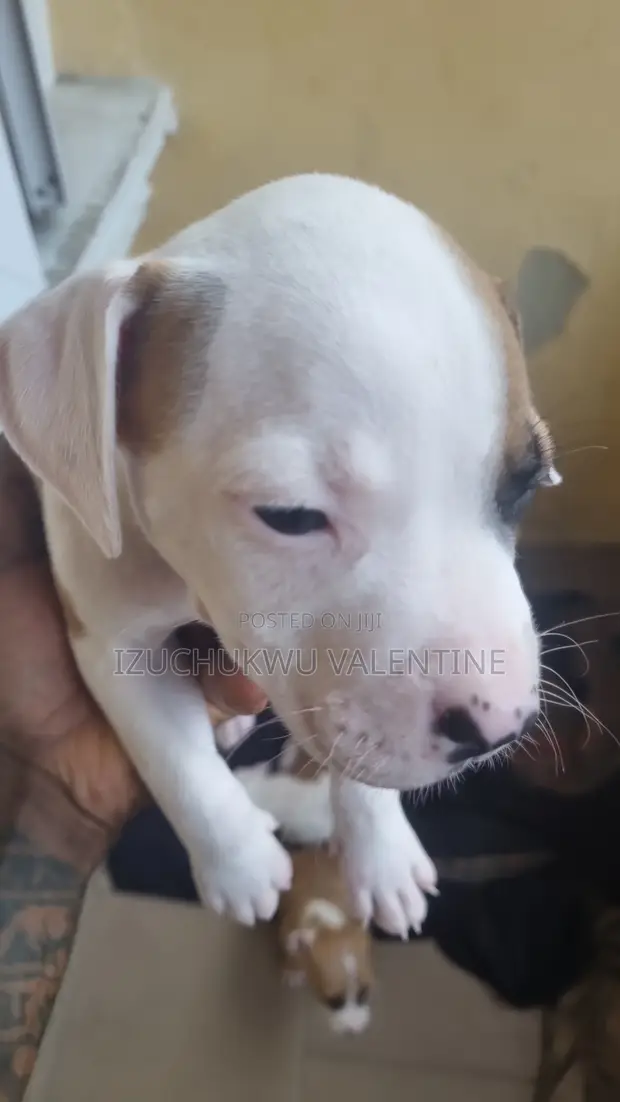Zuriya Mai Gauraye na American Pit Bull Terrier (Wata 1-3) - 1