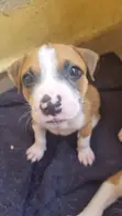 Zuriya Mai Gauraye na American Pit Bull Terrier (Wata 1-3) - 2
