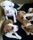 Zuriya Mai Gauraye na American Pit Bull Terrier (Wata 1-3) - 3