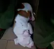 Zuriya Mai Gauraye na American Pit Bull Terrier (Wata 1-3) - 4