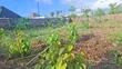 1.5 Plots Ƙasar Zama Don Siyarwa, Hospital Estate, PHC - 5