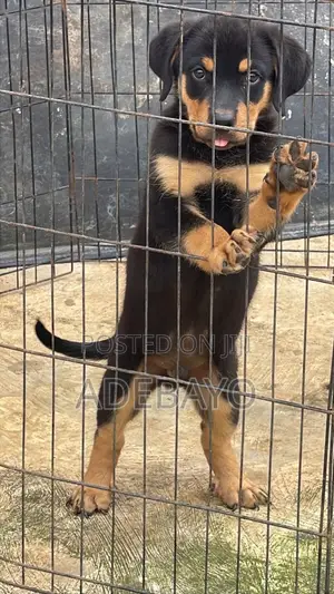 Purebred Rottweiler Puppy, 1-3 Months Old